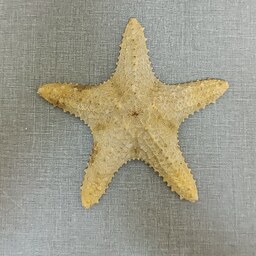 ستاره دریایی کد D8