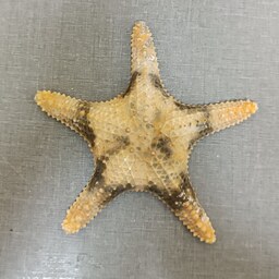 ستاره دریایی کد D5