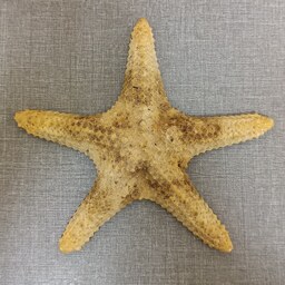 ستاره دریایی کد D15