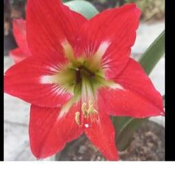  گیاه آماریلیس قرمز و سفید با رگه های قرمز گلدان سطل 3  پیاز بزرگ