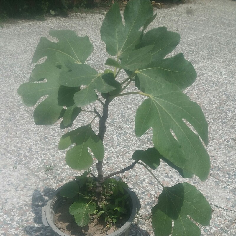 نهال درخت انجیر گلابی  یک ساله با پاکت نشا  پر محصول