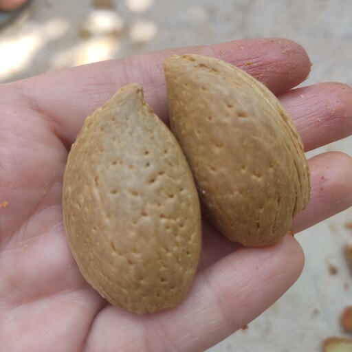 بادام درختی سنگی دانه درشت بسته یک کیلوگرمی 