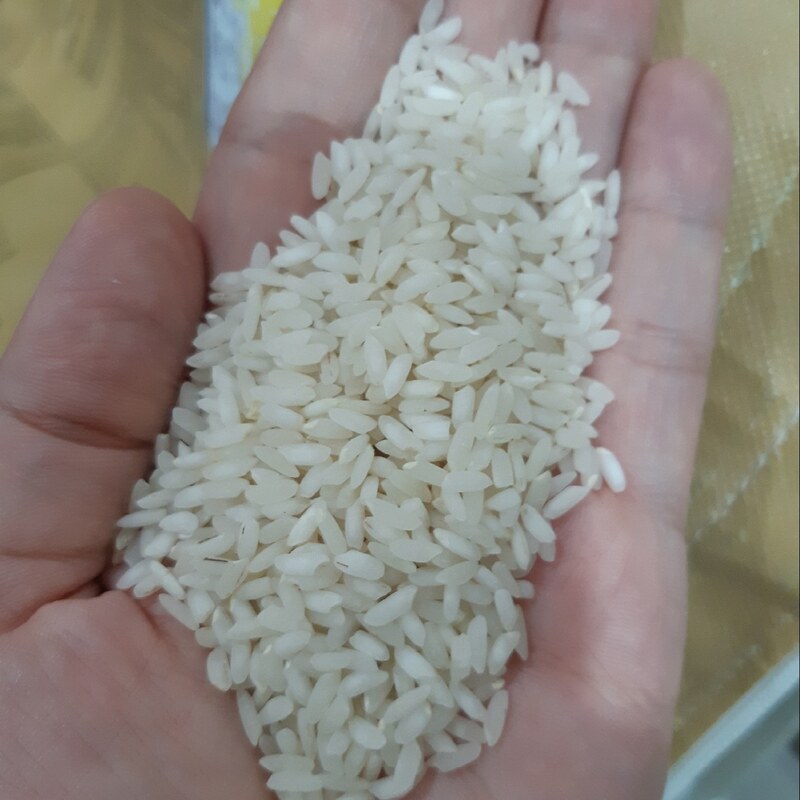 برنج محلی عنبربو مجلسی