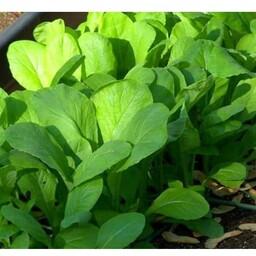بذر سبزی شاهین در بسته بندی(10 گرمی) کیفیت عالی و ضمانت شده