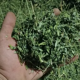 برگ خالص یونجه رنگ سبز سبز خشک خشک مناسب خرگوش،خوکچه و همستر  در بسته بندی(1 کیلویی)قیمت تنظیم بازاری تولید 1402