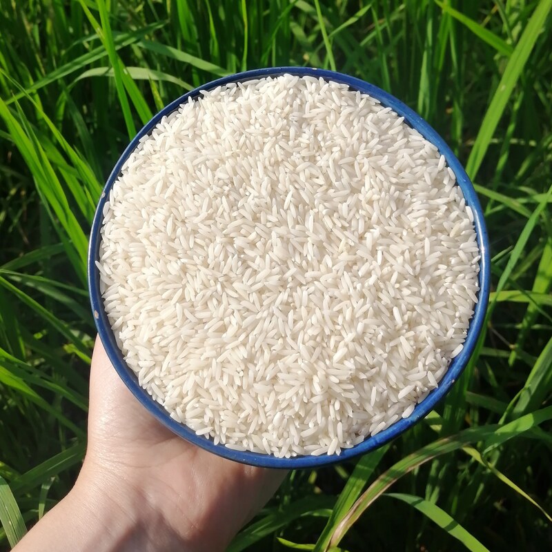 برنج دانه بلند هاشمی اعلاء 100کیلویی آستانه اشرفیه 