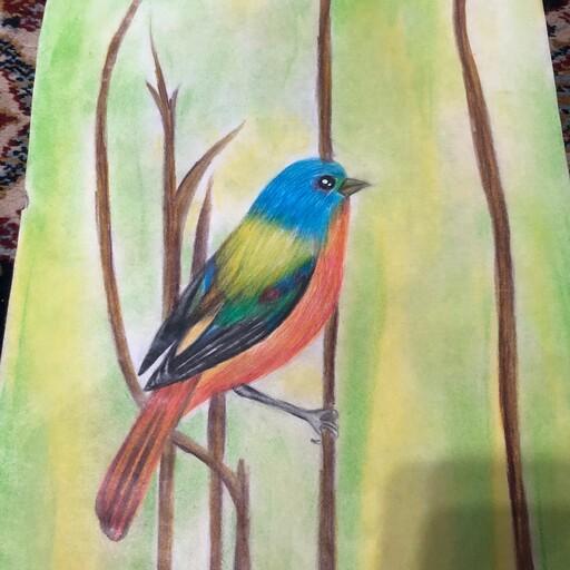 نقاشی پرنده سبک مداد رنگی و پاستل گچی