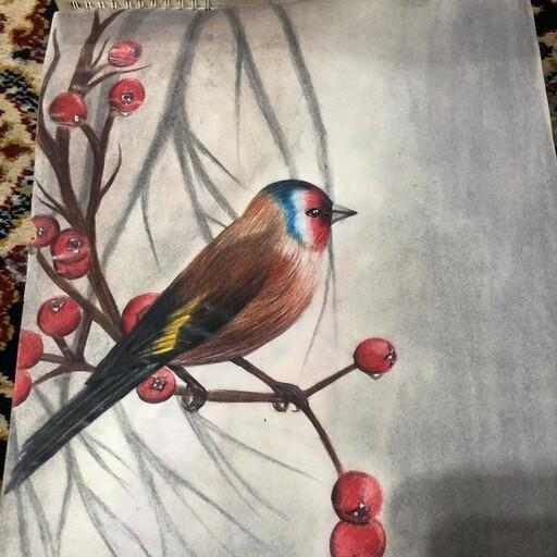 نقاشی پرنده سبک مداد رنگی و پاستل گچی