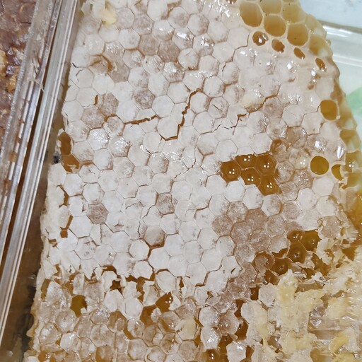 عسل  با موم کاملا طبیعی خود بافت (بافته شده توسط زنبور بدون مواد اضافه که شمال برگه موم می شود) برداشت شده از دشت مغان