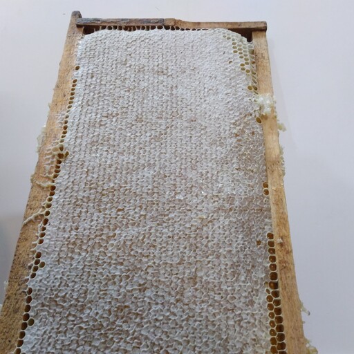 عسل گل گون 100درصدطبیعی قابی باموم( مستقیم از زنبوردار)