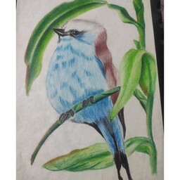 سفارش نقاشی مداد رنگی پرنده آبی سایز A4