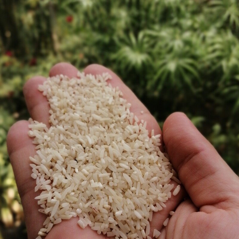 سرلاشه برنج فجر سوزنی  با درصد شکستگی  کم. تمیز  و درشت  کیلویی 45 تومن   کیسه های 20 کیلویی