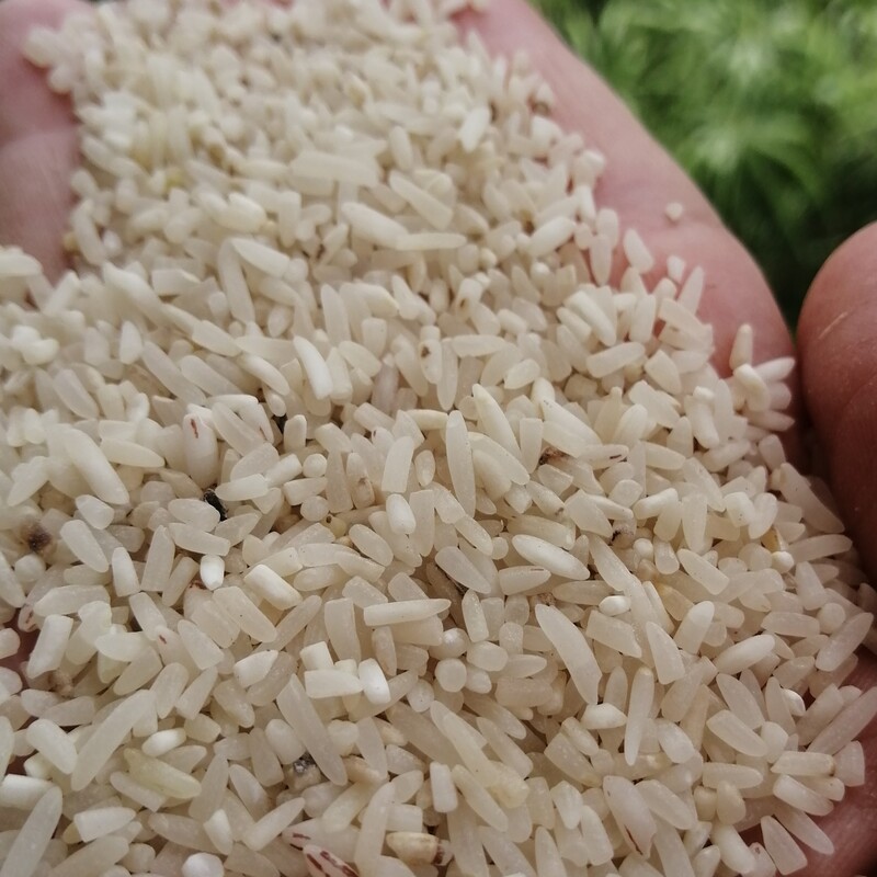 سرلاشه برنج فجر سوزنی  با درصد شکستگی  کم. تمیز  و درشت  کیلویی 45 تومن   کیسه های 20 کیلویی