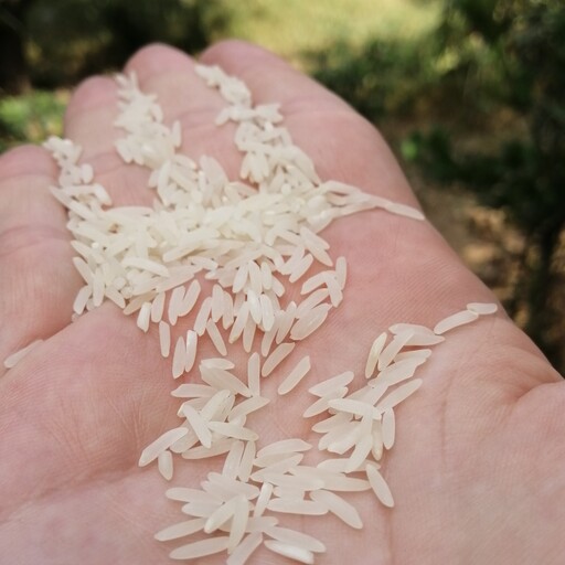 برنج بوجار شده  فجر سوزنی صددرصد بدون شکستگی  محصول کشاورزی روستای خودمون کیلویی 69 تومن  کیسه 10 کیلویی 