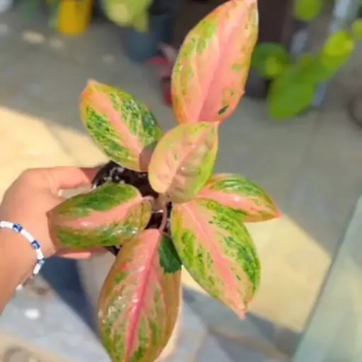 آگلونما گلدن بیبی Aglaonema golden baby  هزینه ارسال بصورت پس کرایه و بعهده مشتری می باشد