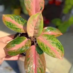 آگلونما گلدن بیبی Aglaonema golden baby  هزینه ارسال بصورت پس کرایه و بعهده مشتری می باشد