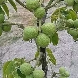 نهال انواع گردو خوشه ای دکترجی (فرنور،دیرگل و زودگل،چندلر و...)