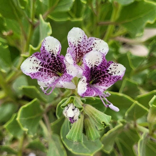 بذر بنگدانه جنوبی 10 عددی