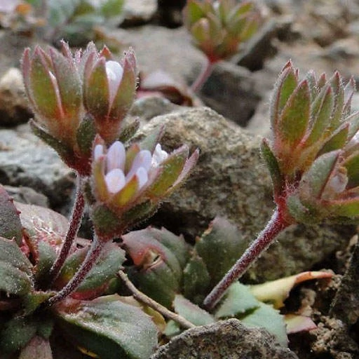 بذر یاسمن سپری 10 عددی