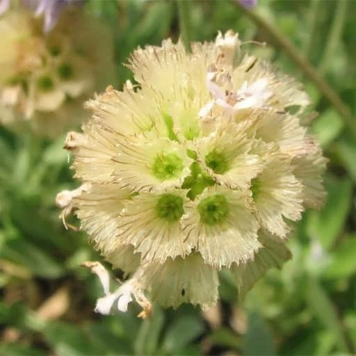 بذر گل کبوتر (طوسک) 10 عددی