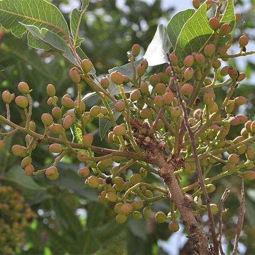 بذر خینجوک (گیاه کلخونگ) 10 عددی
