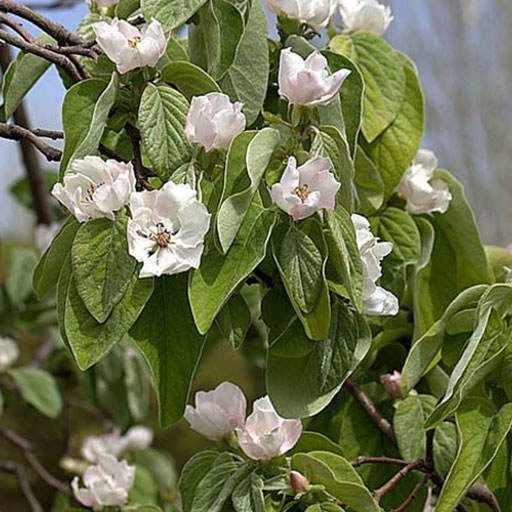 بذر به دانه 10 عددی