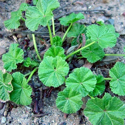 بذر پنیرک سفید 20 عددی