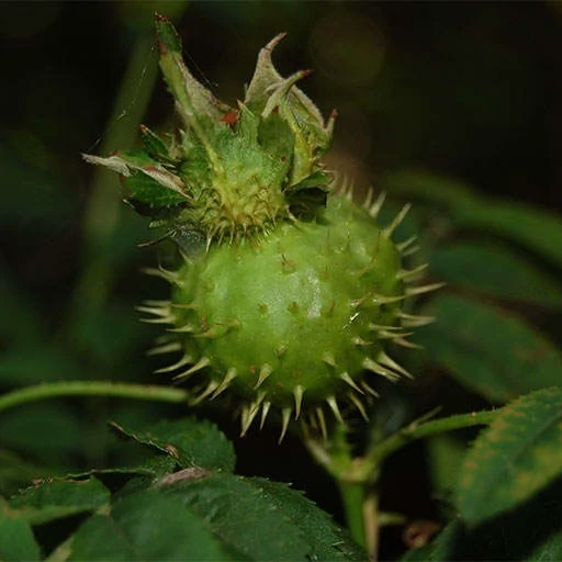 بذر رز روکسبورگی 10 عددی