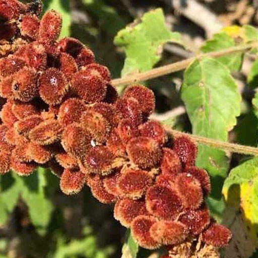 بذر سماق کوهی 20 عددی