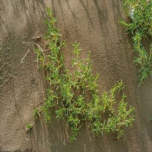 بذر اشنان (گیاه چوغان) 10 عددی