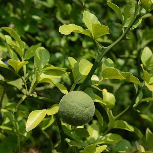 بذر نارنج سه برگ 5 عددی