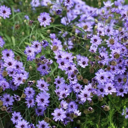 بذر کاسنی دارت 10 عددی