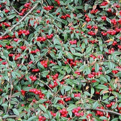 بذر شیرخشت لرستانی 10 عددی