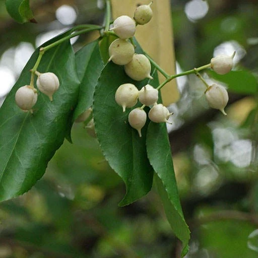 بذر شمشاد اروپایی 5 عددی