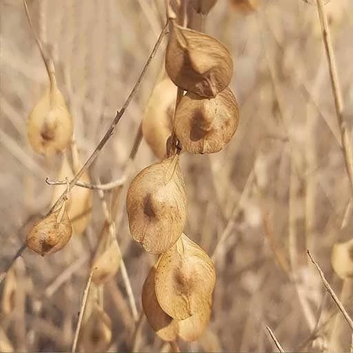 بذر شب بوی بیابانی (گیاه قلم) 5 عددی