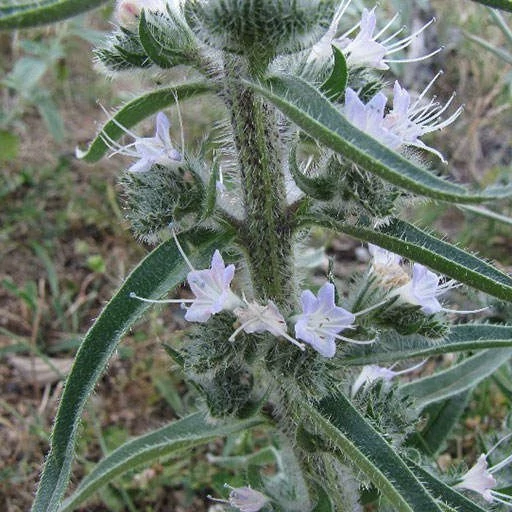 بذر گل گاوزبان ایتالیایی 10 عددی