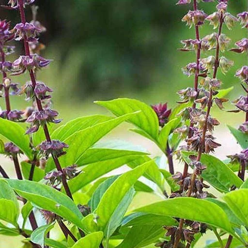بذر ریحان گرمسیری 10 عددی