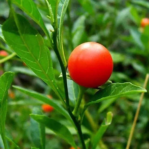 بذر گوجه زینتی 20 عددی