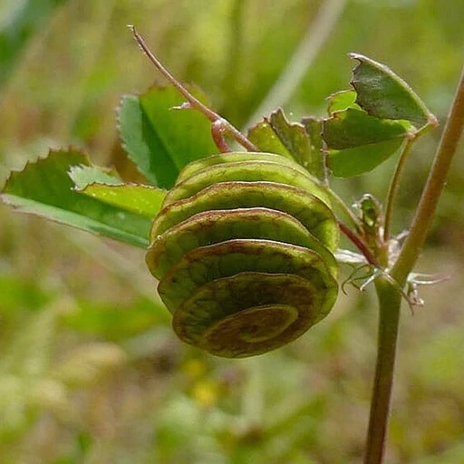 بذر یونجه دایره ای (یونجه تکمه ای) 20 عددی