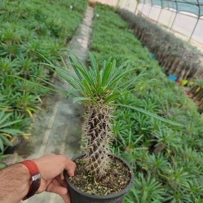 خرید نخل ماداگاسکار محله کرمان تهران