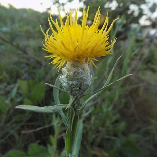 بذر گل گندم مهاجر 10 عددی
