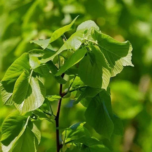 بذر نمدار (گیاه زیرفون) 5 عددی