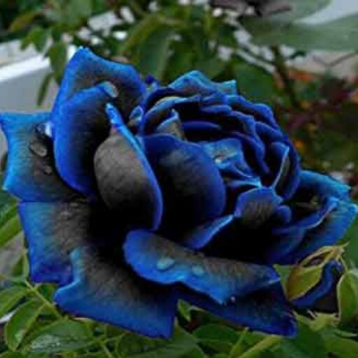 نهال گل رز آبی هلندی نایاب و خاص