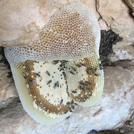 عسل وحشی صخره (وزن یک کیلو گرم )