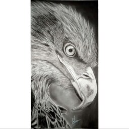   تابلو نقاشی سیاه قلم روی مقوای فابریانو مدل عقاب