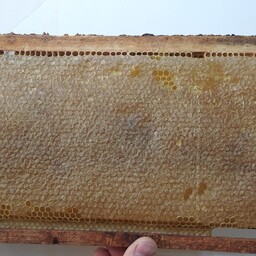 عسل چهل گیاه باموم طبیعی هاچ