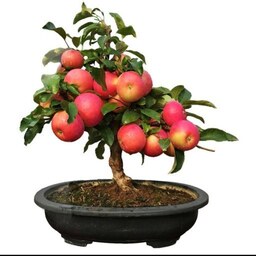 2 عدد بذر بونسای سیب منیاتوی - Apple