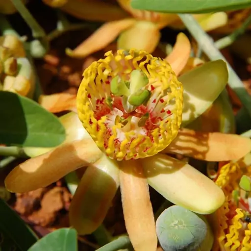 2 عدد  بذر گل ساعتی زرد - Passiflora Cirrhiflora