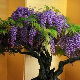 2 عدد  بذر واقعی بونسای ویستریا - Wisteria