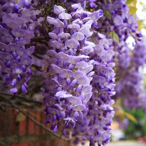 2 عدد  بذر واقعی بونسای ویستریا - Wisteria